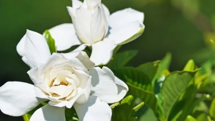 13 Plants That Will Make Your Garden Smell Like Heaven