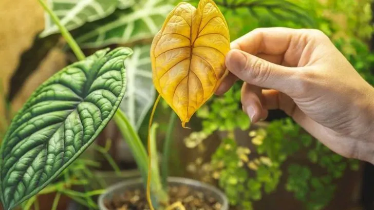 13 Signs Your Plant Is Trying to Tell You Something (Before It’s Too Late)