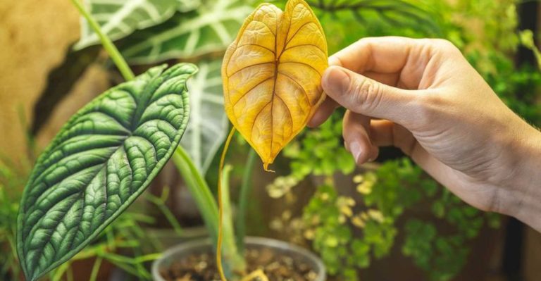 13 Signs Your Plant Is Trying to Tell You Something (Before It’s Too Late)