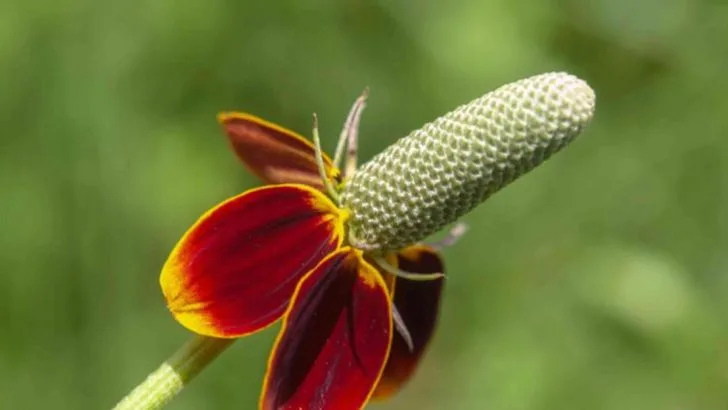 13 Texas Wildflowers That Thrive on Neglect and Survive Hot, Dry Summer