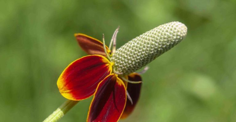 13 Texas Wildflowers That Thrive on Neglect and Survive Hot, Dry Summer