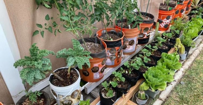 13 Things You Should Never Do in a Small Garden