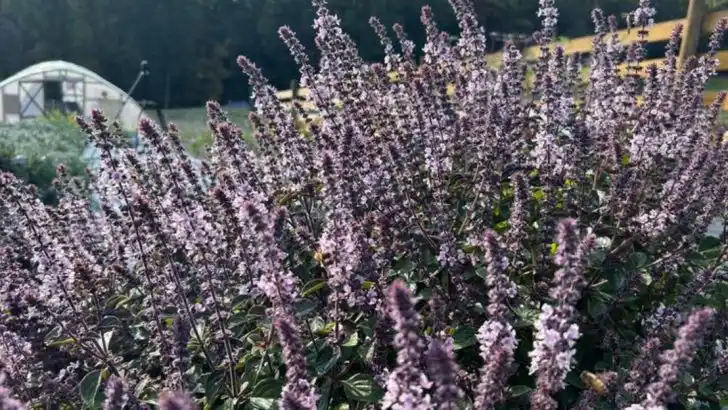 13 Tips for Basil Bush (African Blue Basil) That Keep It Full and Flavorful