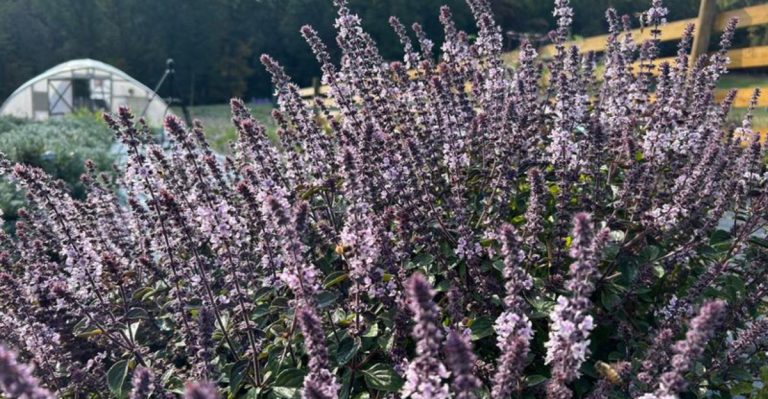 13 Tips for Basil Bush (African Blue Basil) That Keep It Full and Flavorful