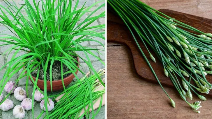 13 Tips for Growing Chives at Home for Flavorful, Fresh Harvests