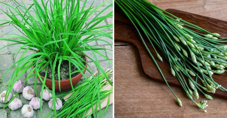 13 Tips for Growing Chives at Home for Flavorful, Fresh Harvests