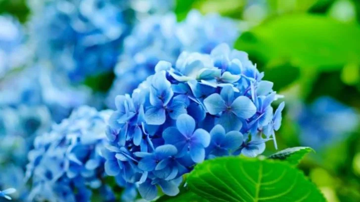 13 Trees And Shrubs That Bloom With Beautiful Blue Flowers