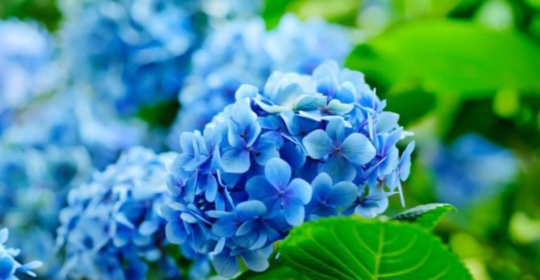 13 Trees And Shrubs That Bloom With Beautiful Blue Flowers