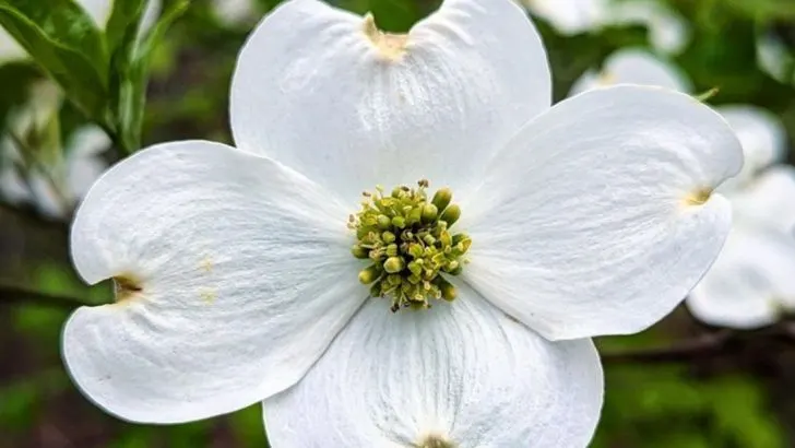 13 Trees That Bring Year-Round Interest to Your Landscape