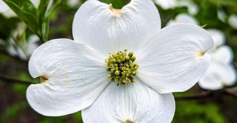 13 Trees That Bring Year-Round Interest to Your Landscape