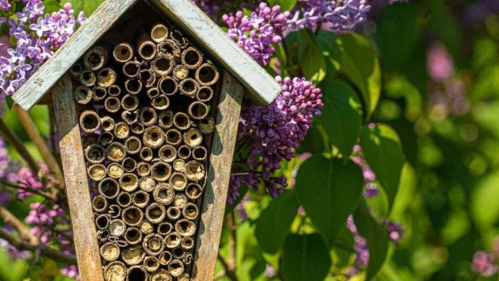 13 Ways to Build a Pollinator Paradise Without a Full Meadow