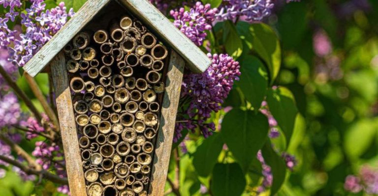 13 Ways to Build a Pollinator Paradise Without a Full Meadow