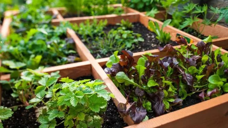 13 Ways to Get a Bigger Harvest From a Smaller Garden
