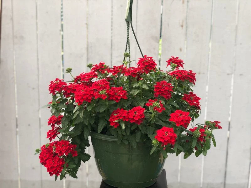 14. Trailing Verbena