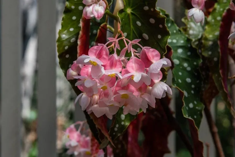 Angel Wing Begonia