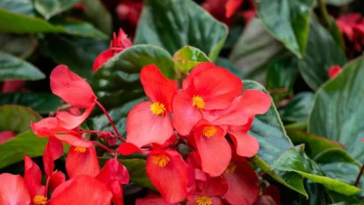 14 Begonia Varieties That Stay Colorful With Flowers or Foliage Year-Round