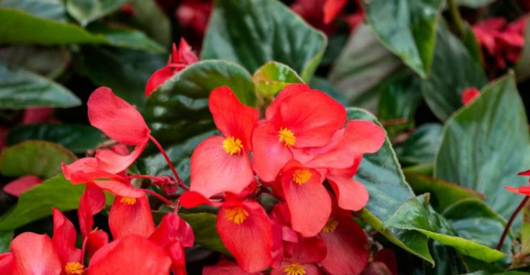14 Begonia Varieties That Stay Colorful With Flowers or Foliage Year-Round