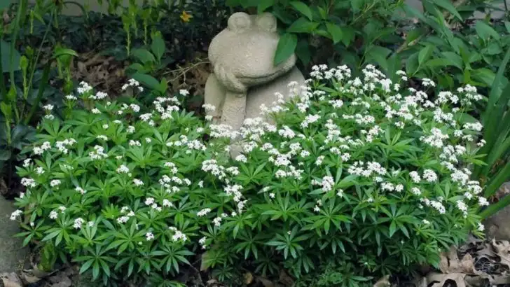 14 Best Ground Covers to Replace Mossy Lawns in the Pacific Northwest