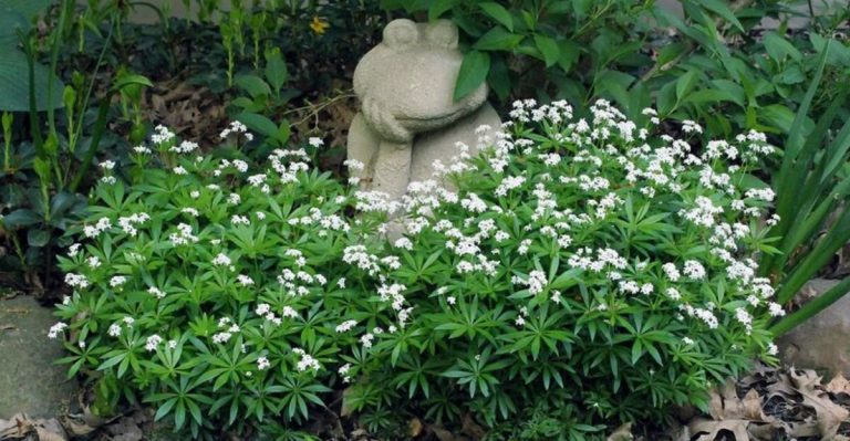 14 Best Ground Covers to Replace Mossy Lawns in the Pacific Northwest