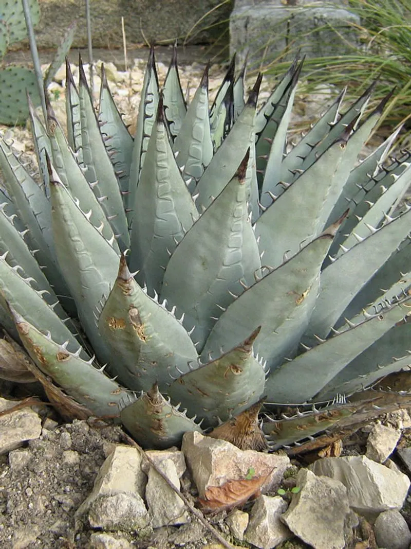 Agave Parryi