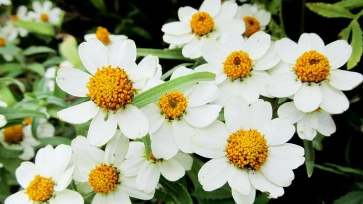 14 Drought-Resistant Plants for Rock Gardens in Nevada and Utah