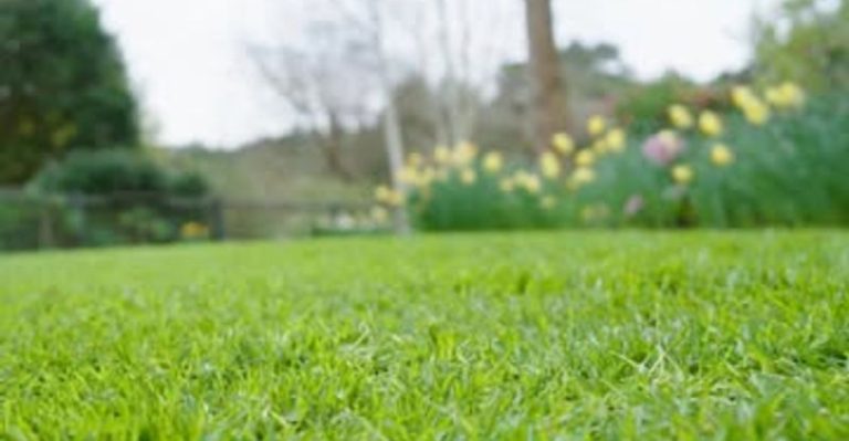 14 Key Traits That Separate Healthy Lawns from Struggling Ones