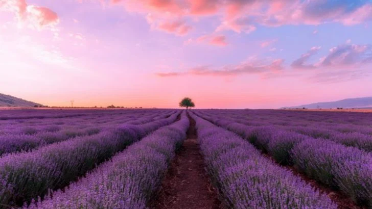 14 Lavender Mistakes That Lead to Woody Stems and No Blooms