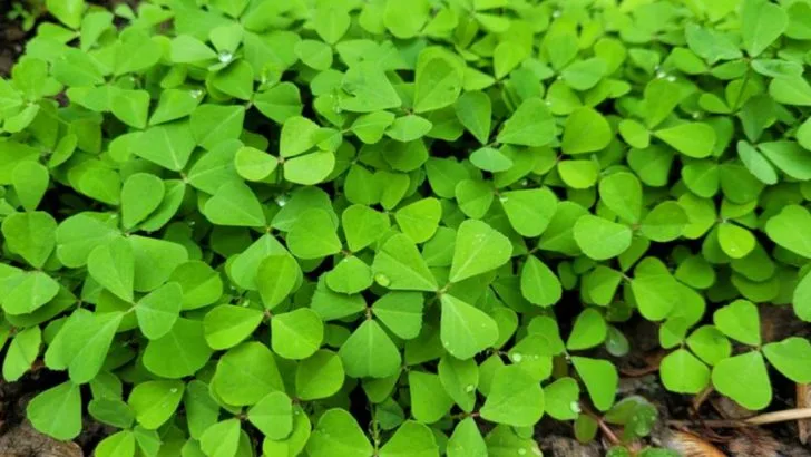 14 Medicinal Herbs That Help Break Sugar Addiction Through Garden Therapy