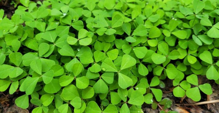 14 Medicinal Herbs That Help Break Sugar Addiction Through Garden Therapy