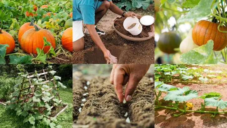 14 Planting Tips for a Beautiful Pumpkin Trellis by Next Fall