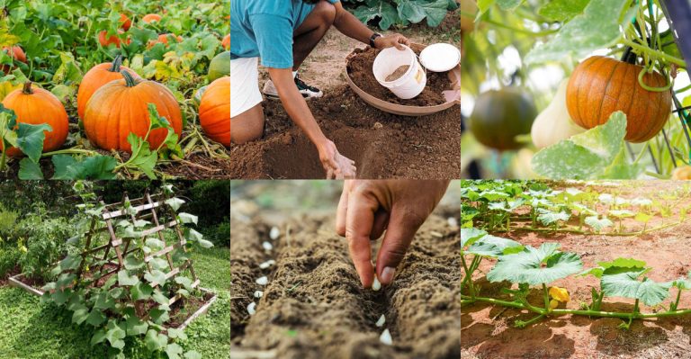 14 Planting Tips for a Beautiful Pumpkin Trellis by Next Fall