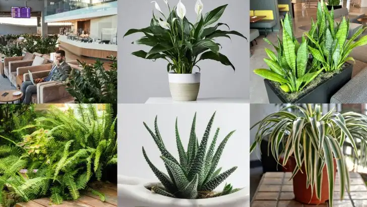 14 Plants That Are Used in Prisons, Airports, and Government Buildings for a Reason