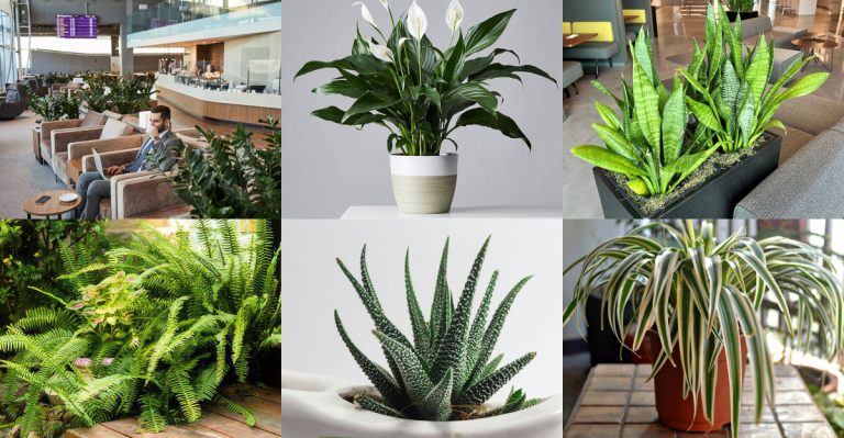 14 Plants That Are Used in Prisons, Airports, and Government Buildings for a Reason
