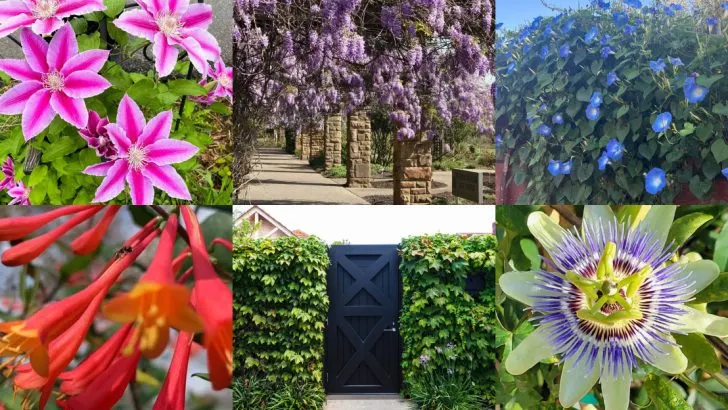 14 Plants That Outpace Their Support Structures by May