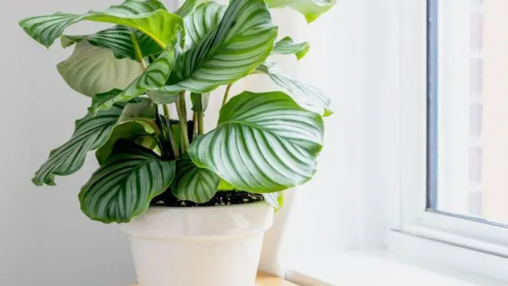 14 Proven Tips for Growing Calatheas That Always Look Their Best