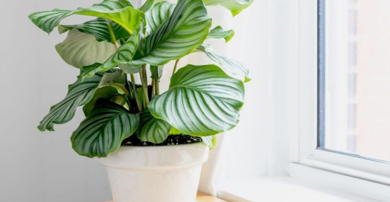 14 Proven Tips for Growing Calatheas That Always Look Their Best