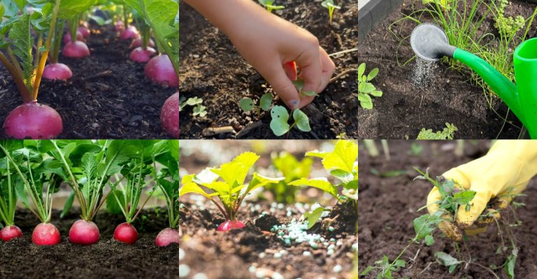 14 Simple Ways to Get Bigger, Better Radishes This Spring