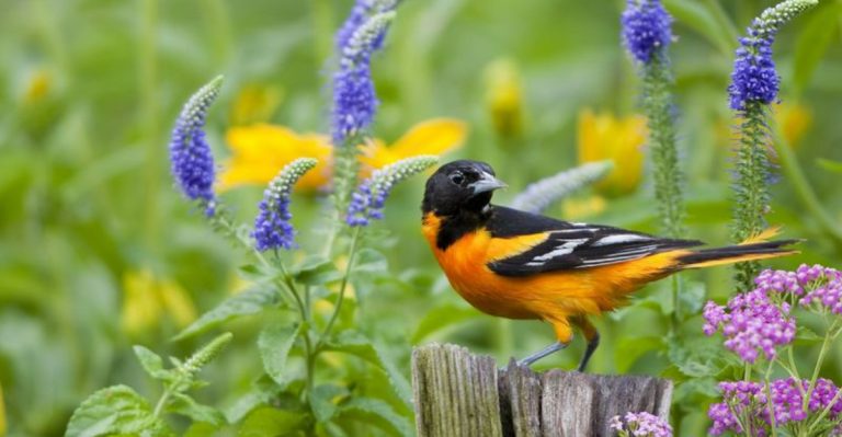 14 Subtle Ways Your Garden Shows It’s Thriving (Even When You Can’t Tell)