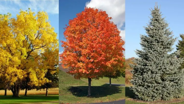 14 Trees That Can’t Be Grown Next to Each Other Without One Dying
