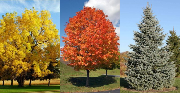 14 Trees That Can’t Be Grown Next to Each Other Without One Dying