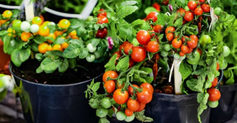 14 Vegetables That Taste Better When Grown in Containers