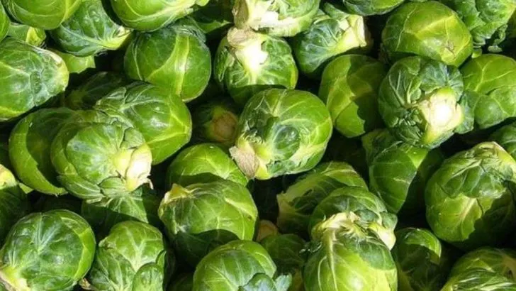 14 Vegetables You Should Plant in May in Zone 7 (And 6 That Are Too Late)