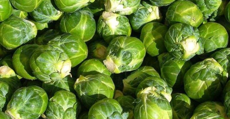 14 Vegetables You Should Plant in May in Zone 7 (And 6 That Are Too Late)