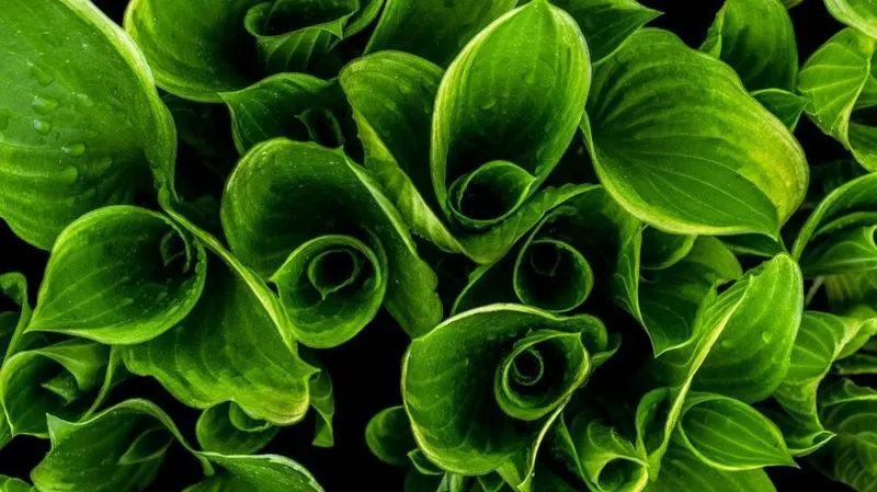 Vibrant Leaf Color