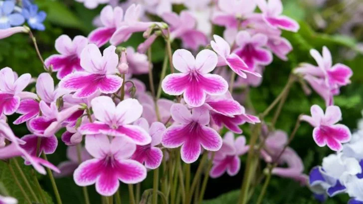 14 Ways Plants Quietly Show They’re Thriving Under Your Care