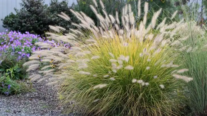 14 Advantages of Growing Ornamental Grasses in Your Yard and Garden
