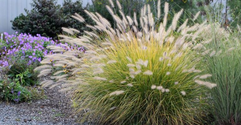14 Advantages of Growing Ornamental Grasses in Your Yard and Garden