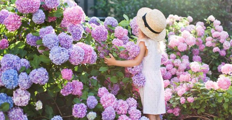 14 Beautiful Flowering Shrubs That Will Bloom for Years With Little Care