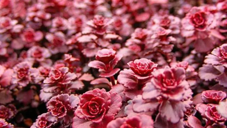 14 Beautiful Ground Covers That Complement Dahlias in Any Garden