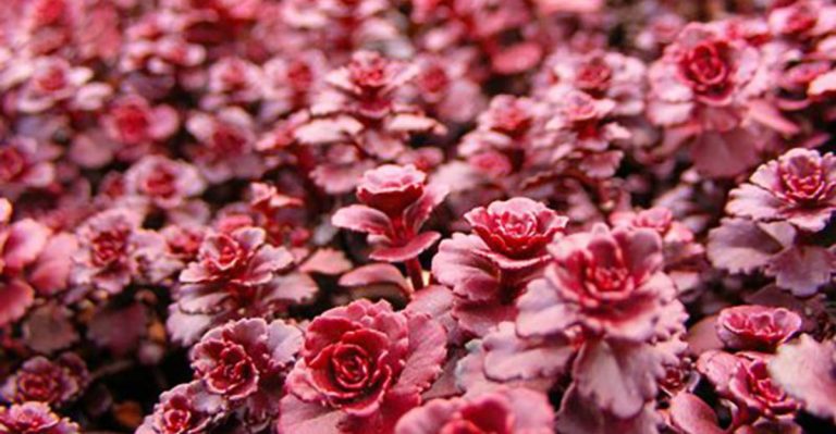14 Beautiful Ground Covers That Complement Dahlias in Any Garden